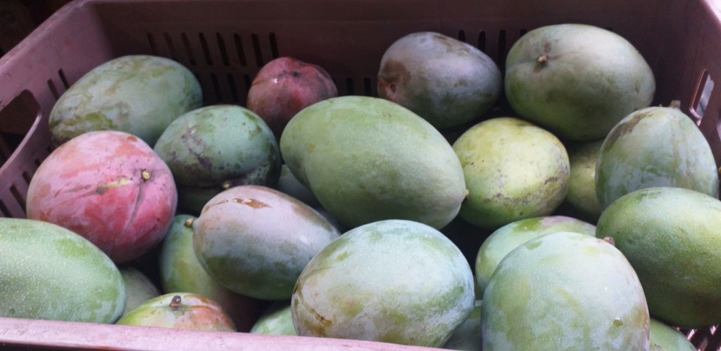 Mango farchi