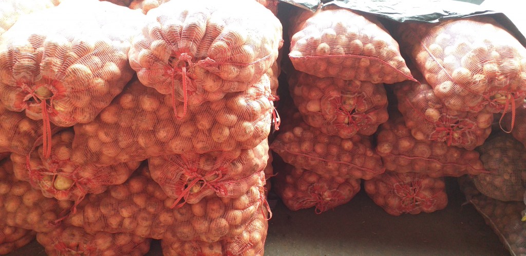 Cebolla blanca gruesa