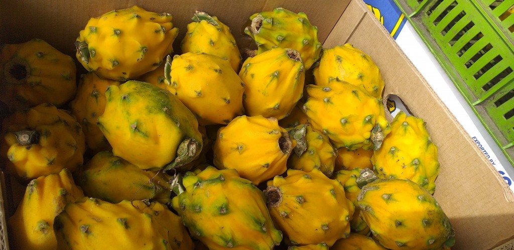 Pitahaya ecuatoriana de 1ra