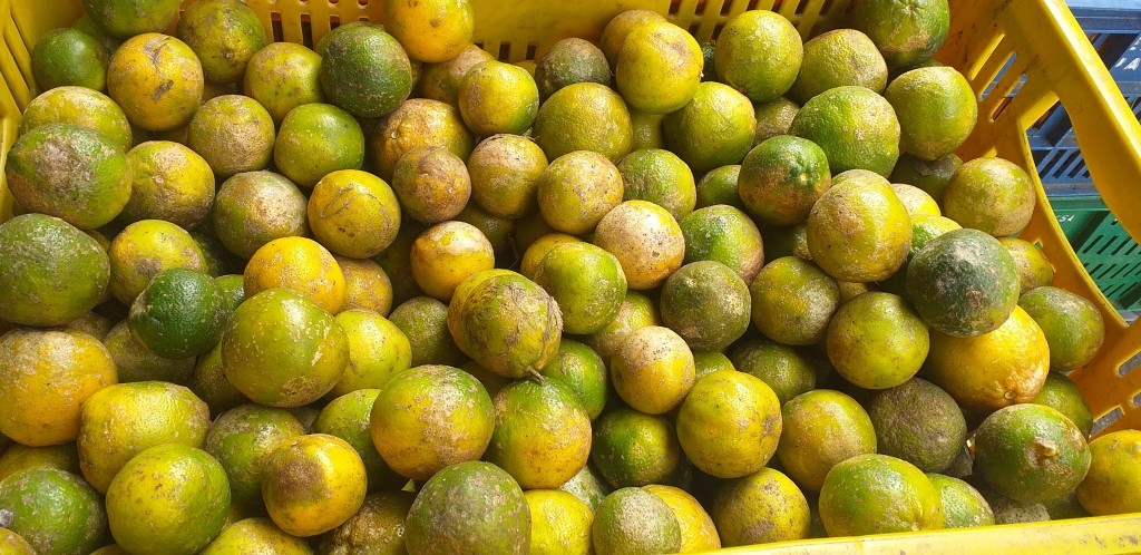 Limon mandarino