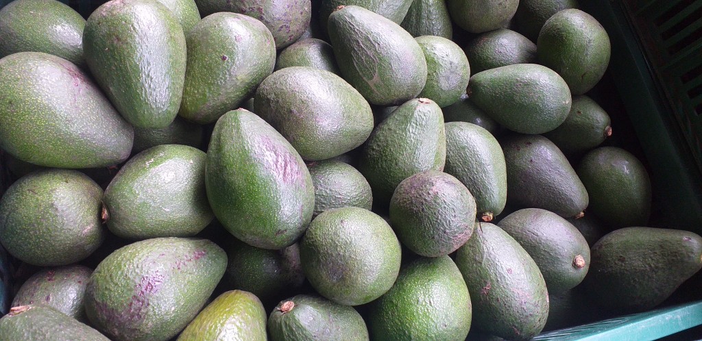 Aguacate guatemalteco