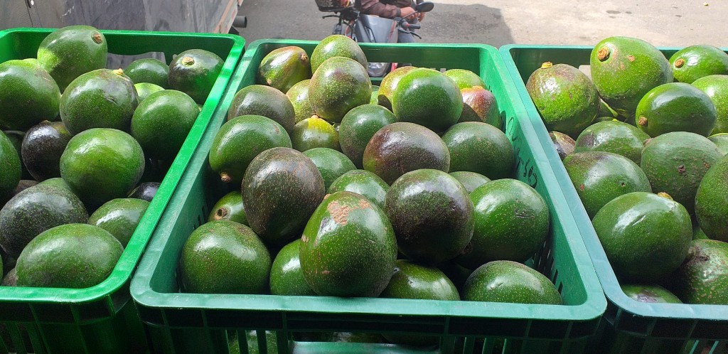 Aguacate reed