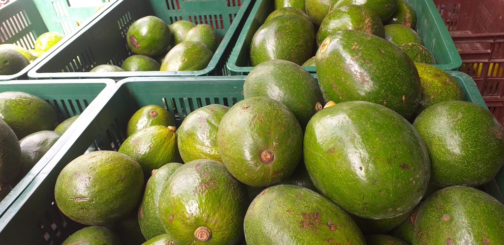 Aguacate choquette