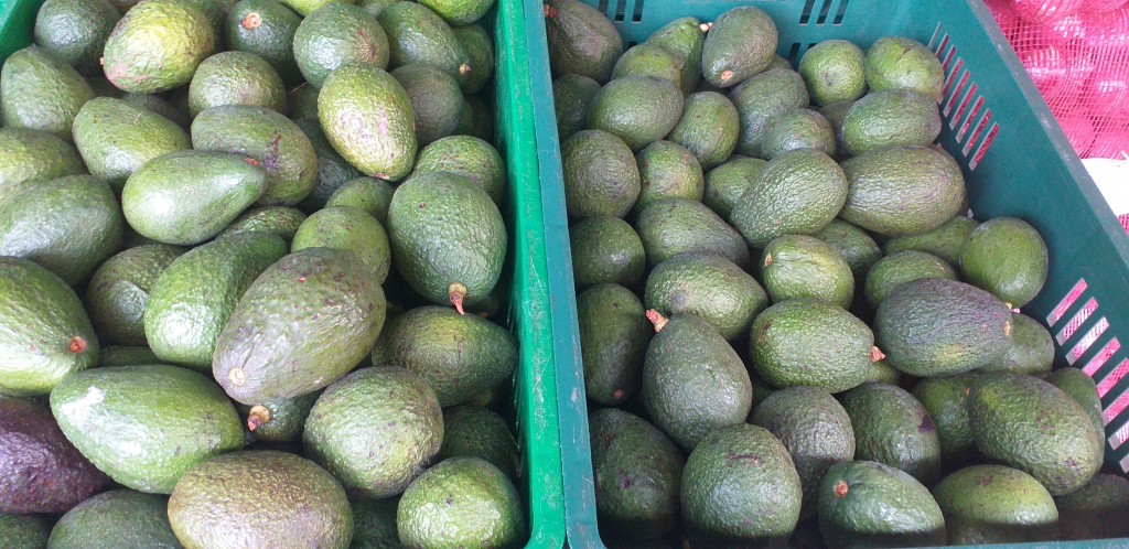 Aguacate hass