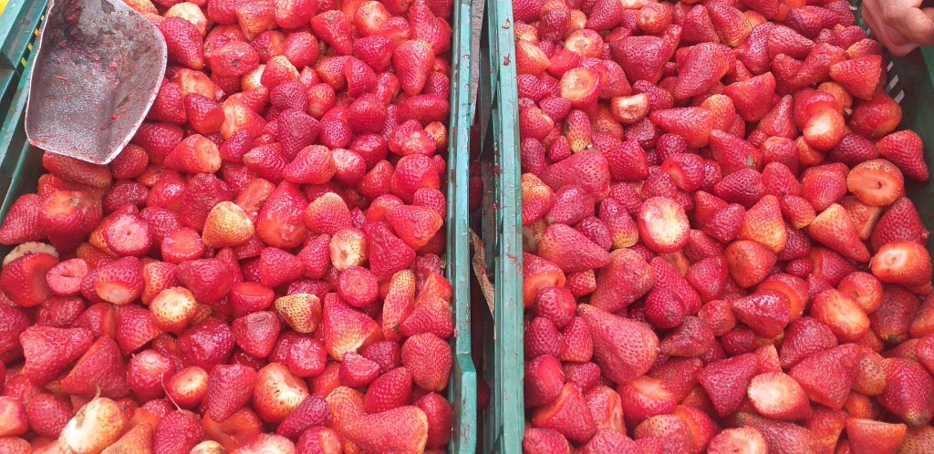 Fresa despitonada