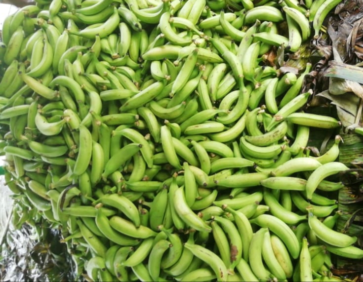 Platano verde