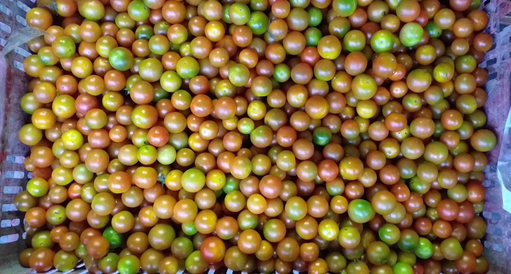 Tomate cherry