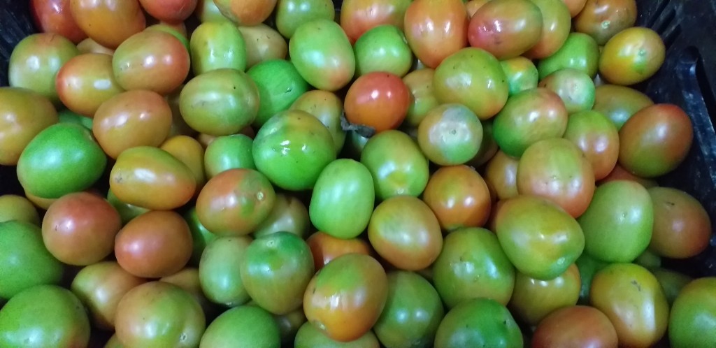 Tomate chonto parejo