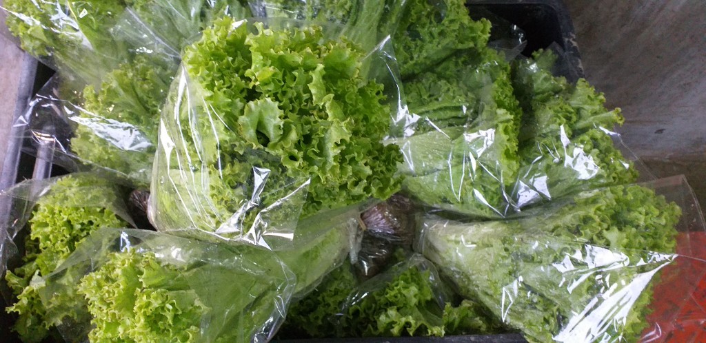 Lechuga crespa