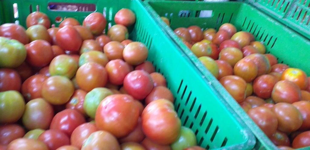 Tomate chonto de 1ra