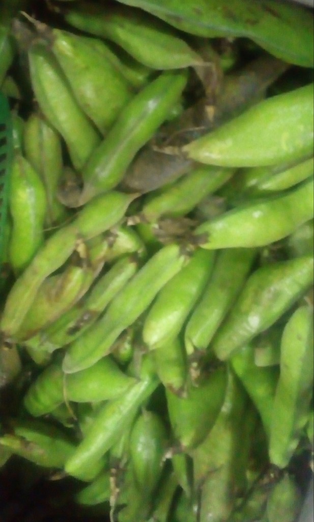 Abas en cáscara