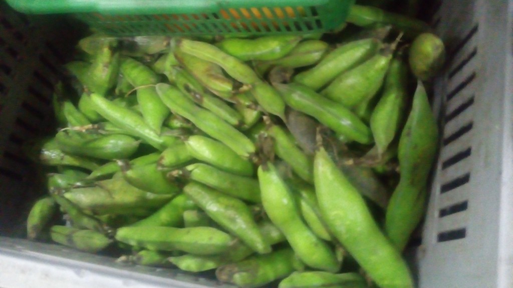 Pepino para guiso
