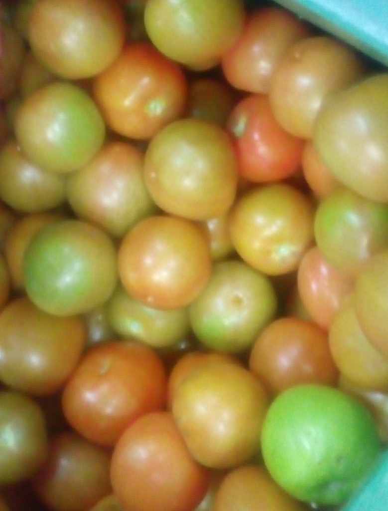 Tomate chonto de segunda