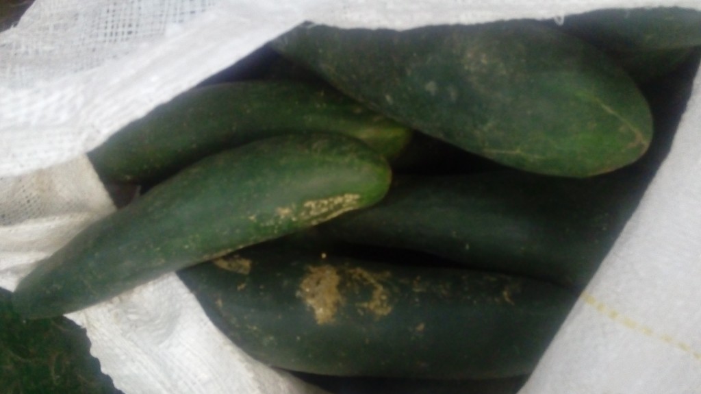 Pepino cohombro