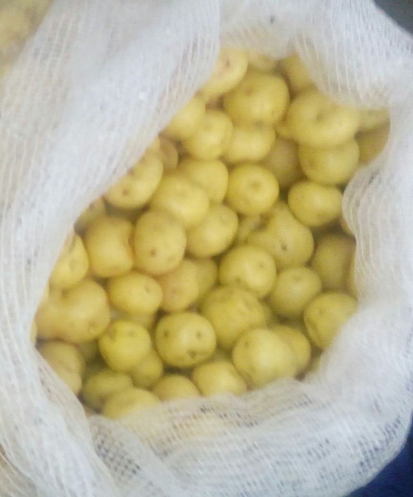 Papa criolla