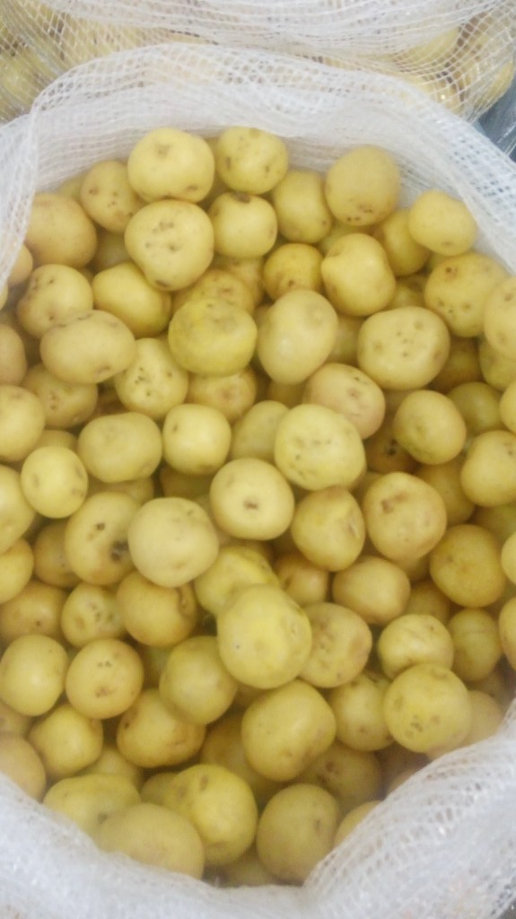 Papá criolla de segunda