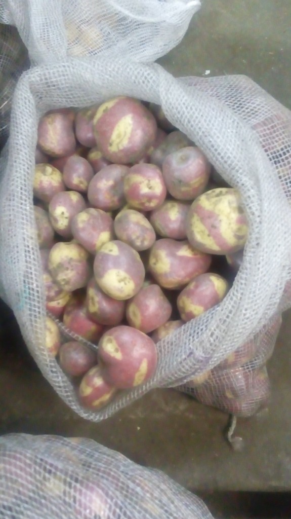 Papa sabanera gruesa