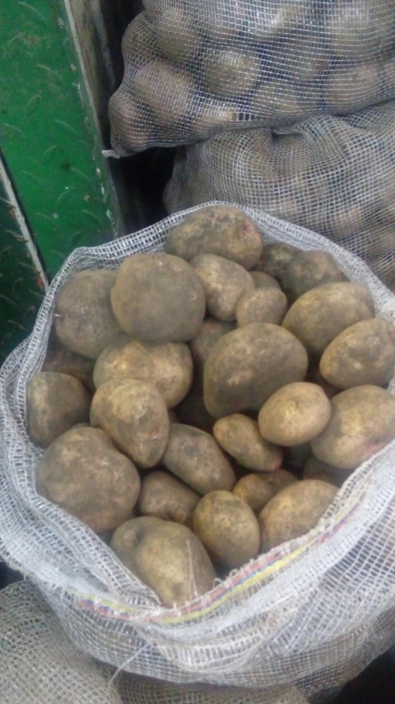 Papa pastusa gruesa