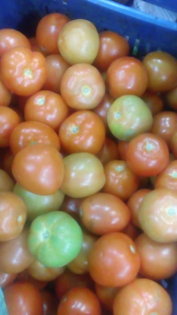 Tomate chonto de segunda