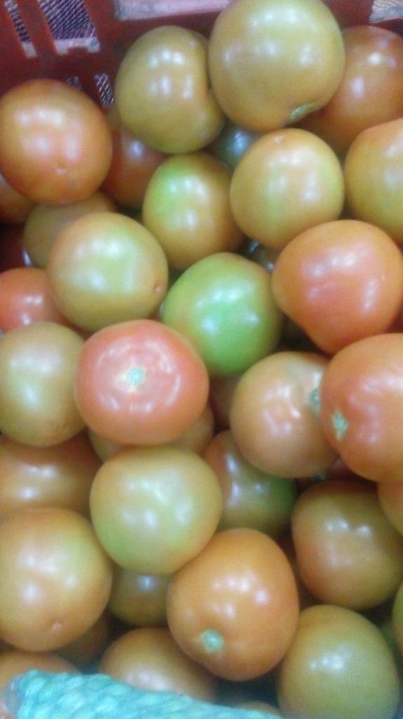 Tomate chonto de primera
