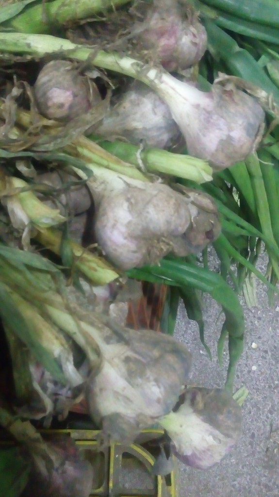 Ajo en rama