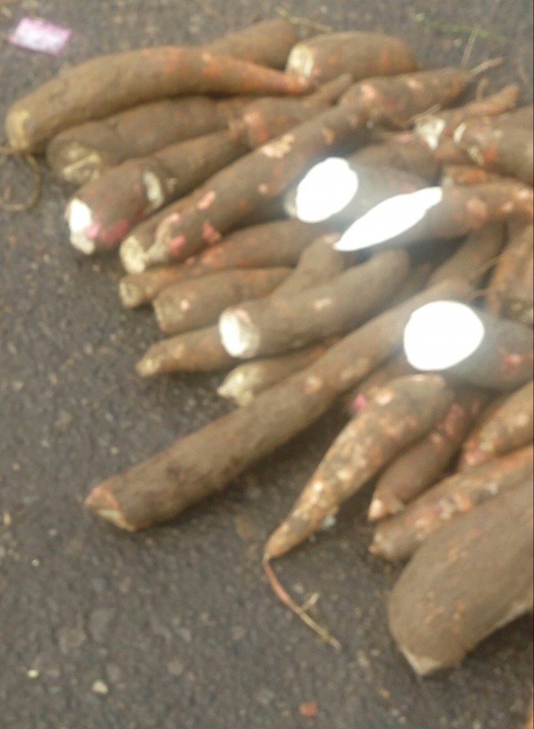 Yuca