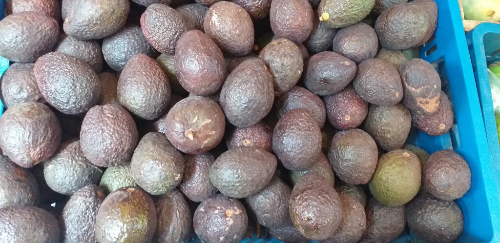 Aguacate hass