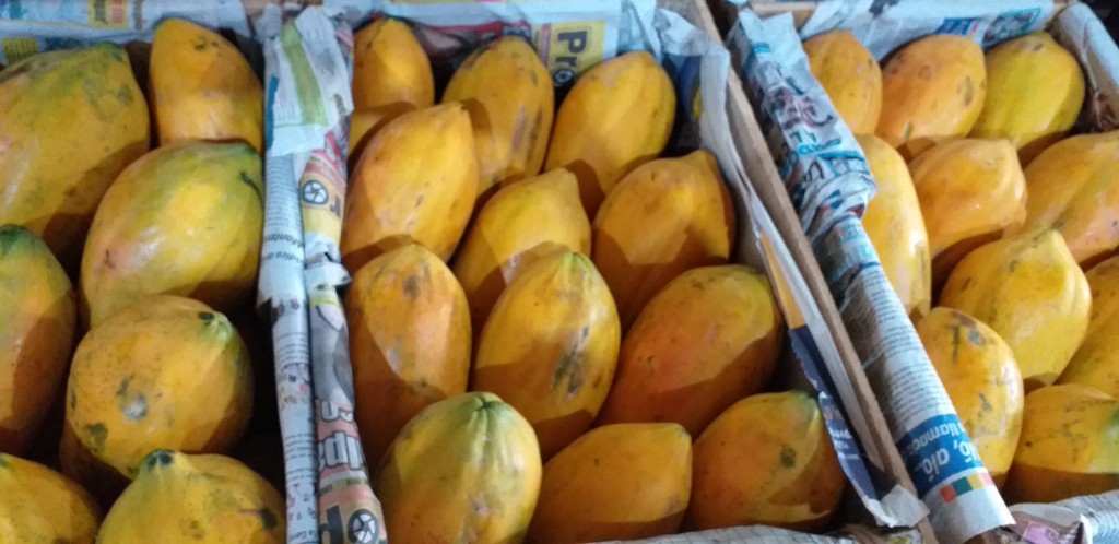Papaya tainung
