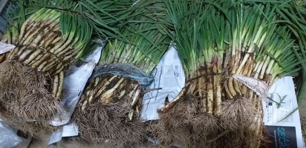 Cebolla de rama