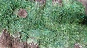 Cilantro