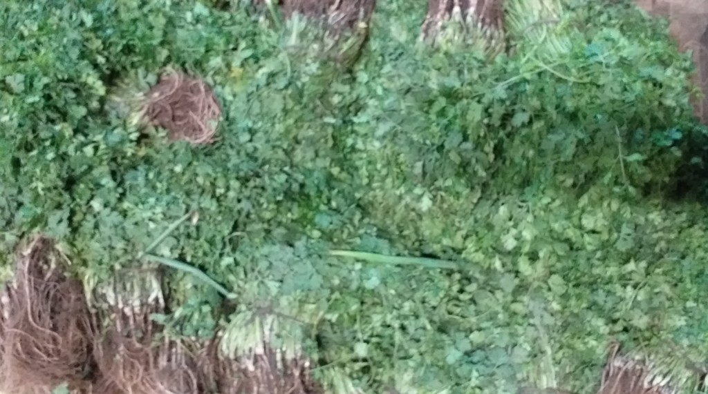 Cilantro