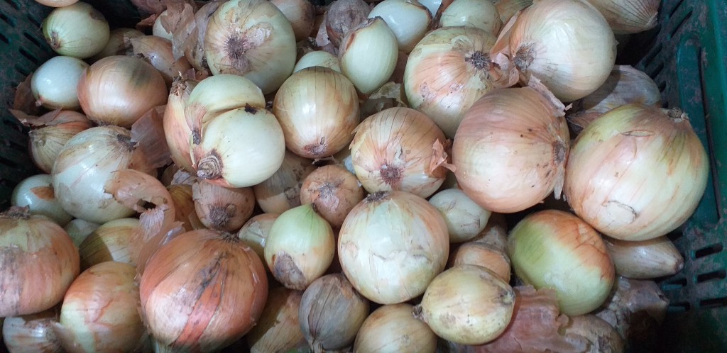 Cebolla blanca