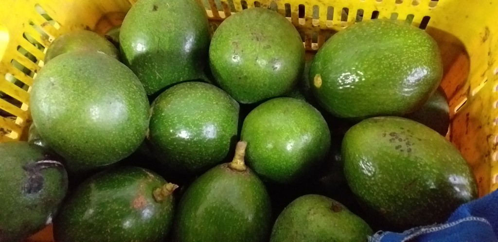 Aguacate choquette