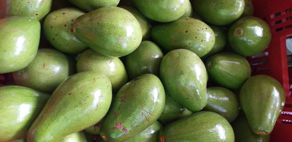 Aguacate papelillo