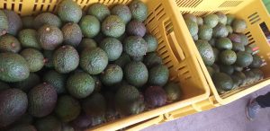 Aguacate hass
