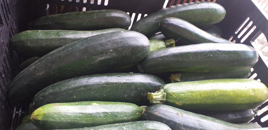 Zucchini verde