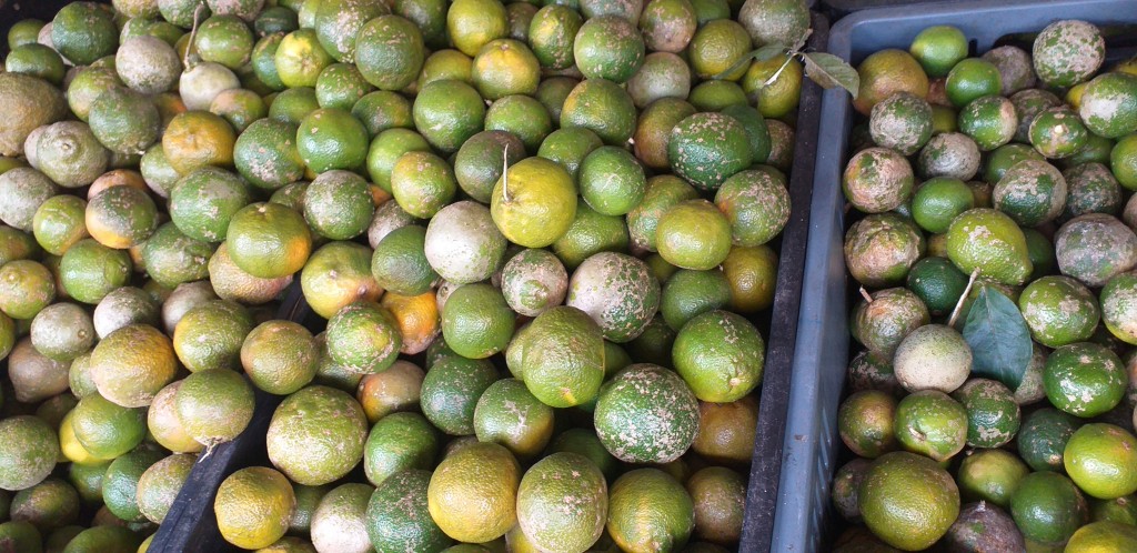 Limon mandarino