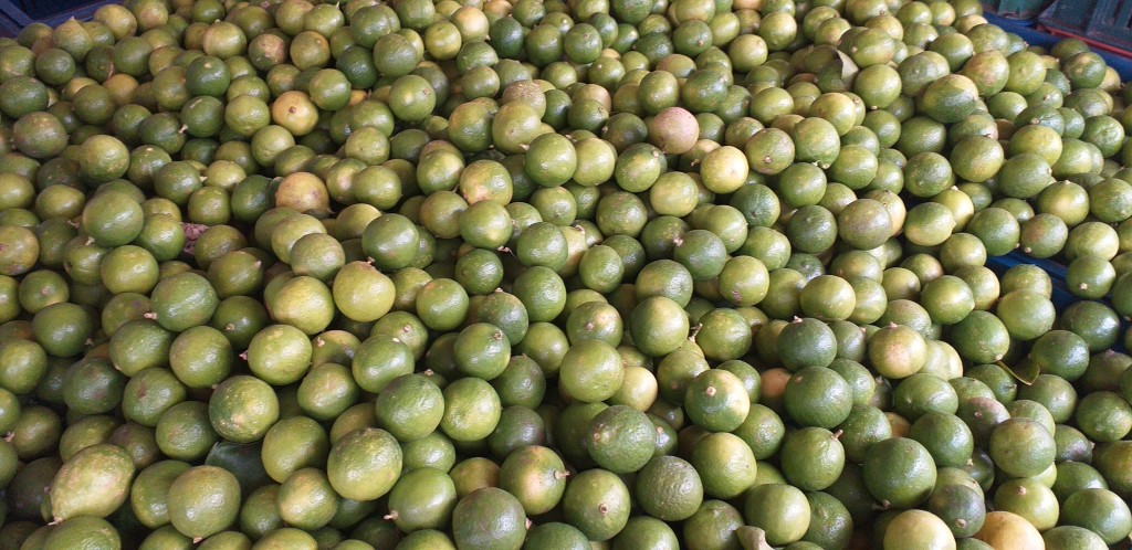 Limon criollo