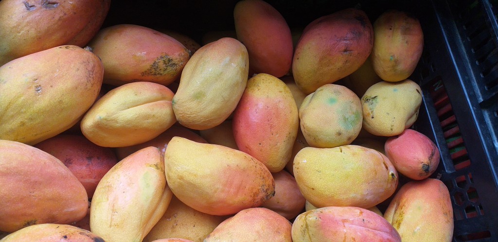 Mango yulima