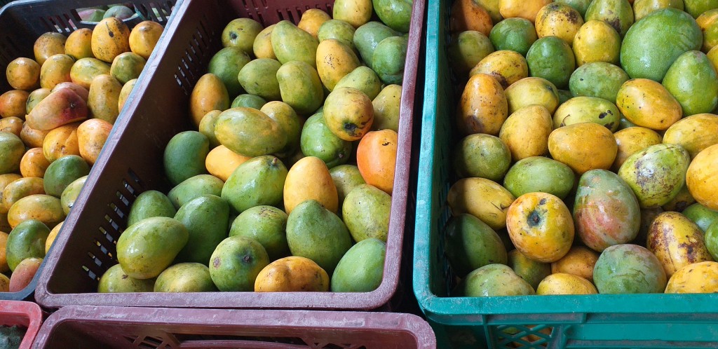 Mango criollo