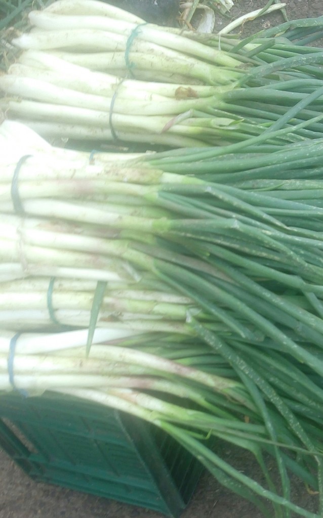 Cebolla larga