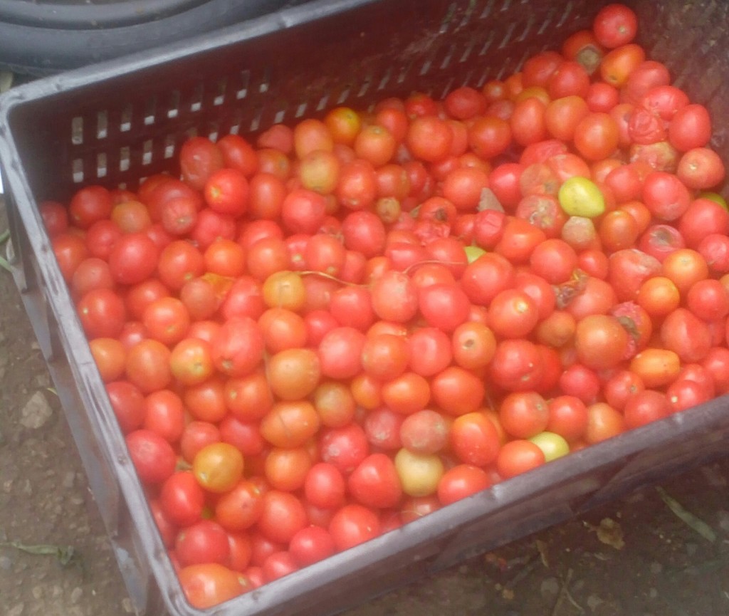 Tomate Cherri