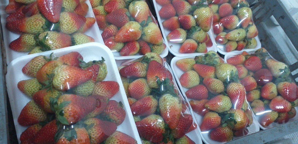 Fresa jumbo en bandeja