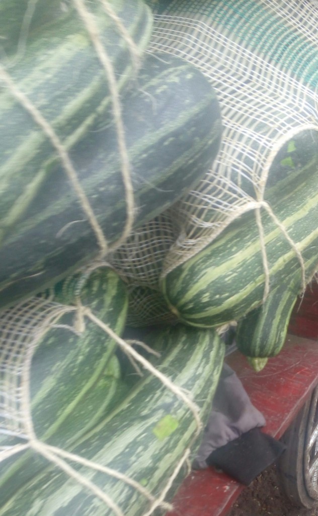 Ahuyama sapayo