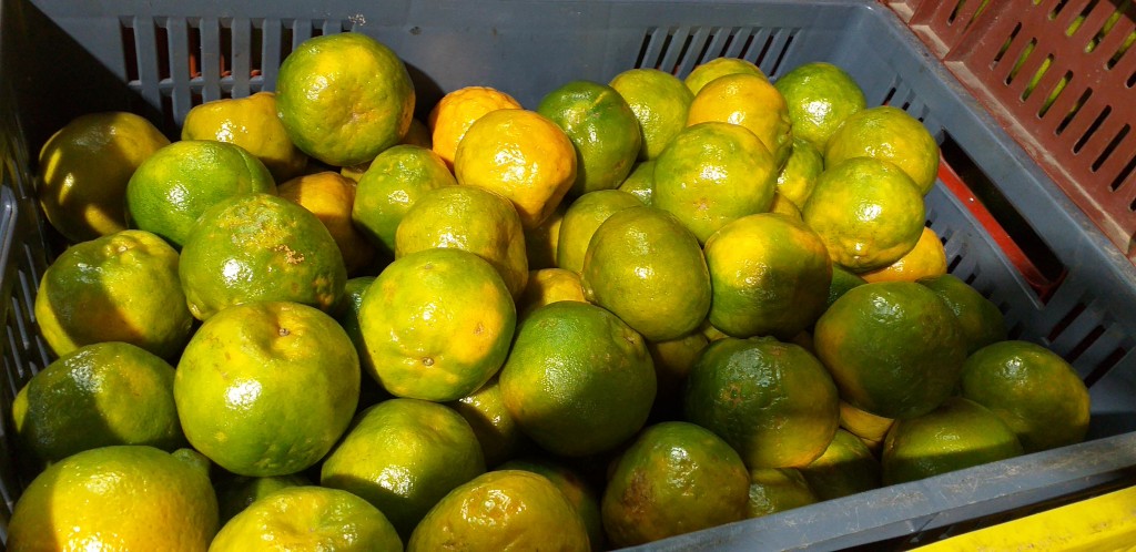 Mandarina oneco