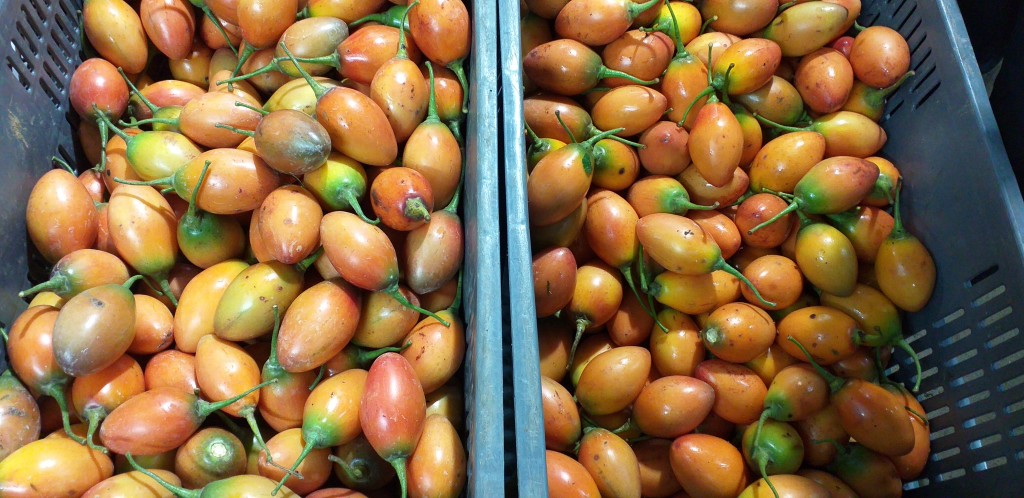 Tomate de arbol