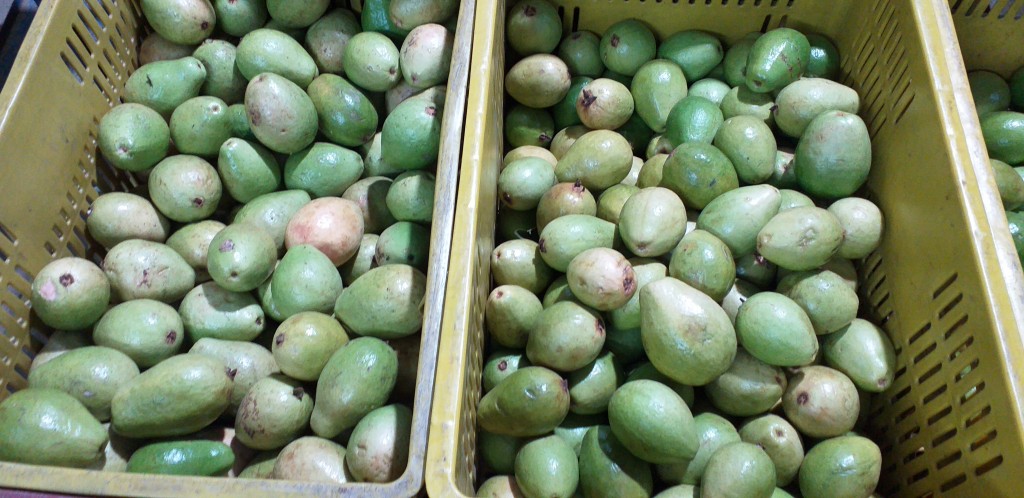 Guayaba pera