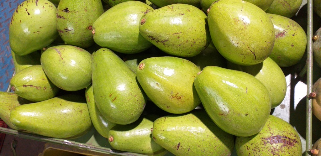 Aguacate papelillo