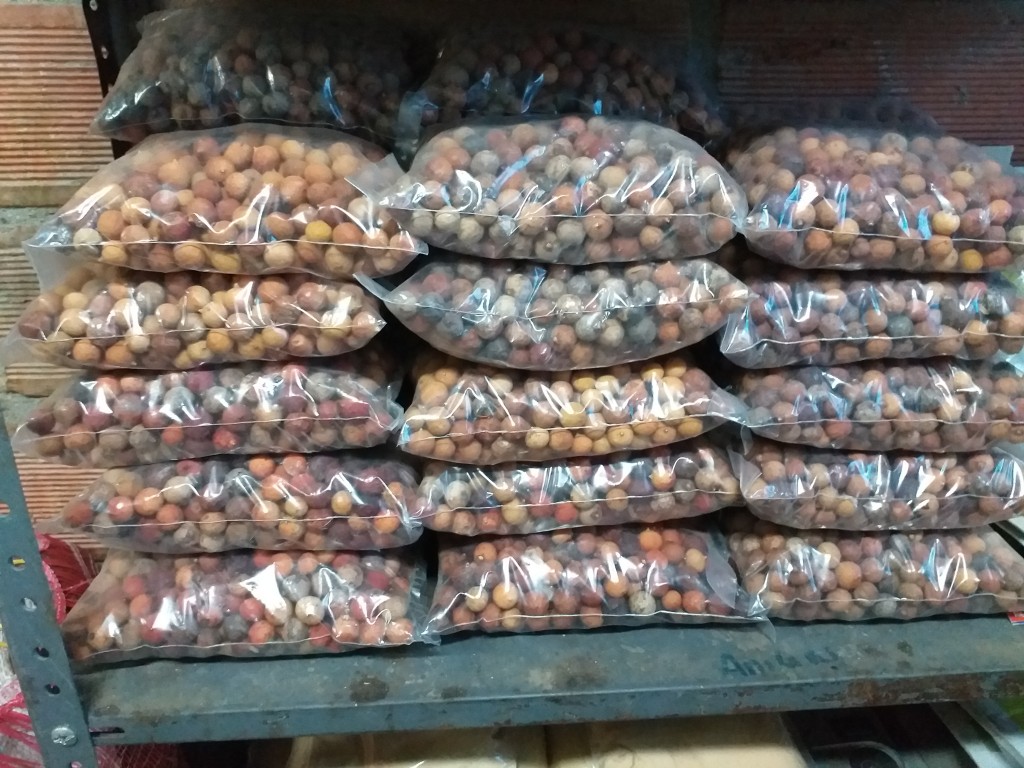 Corozo