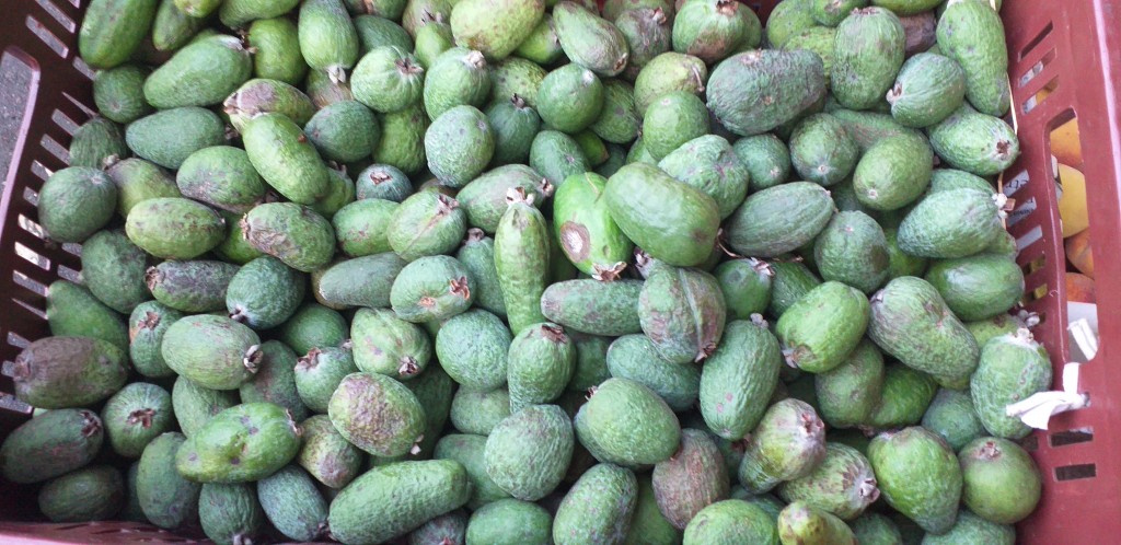 Guayaba feijoa